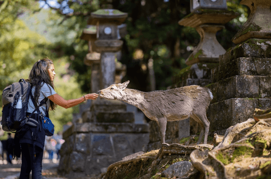 balade-ville-ancienne-capitale-japon-nara-animal