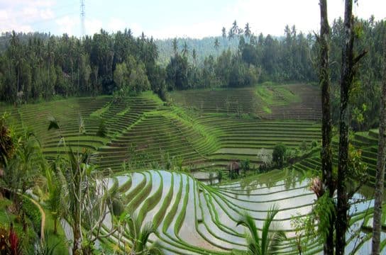 Belimbing - Landscape - Ricefields