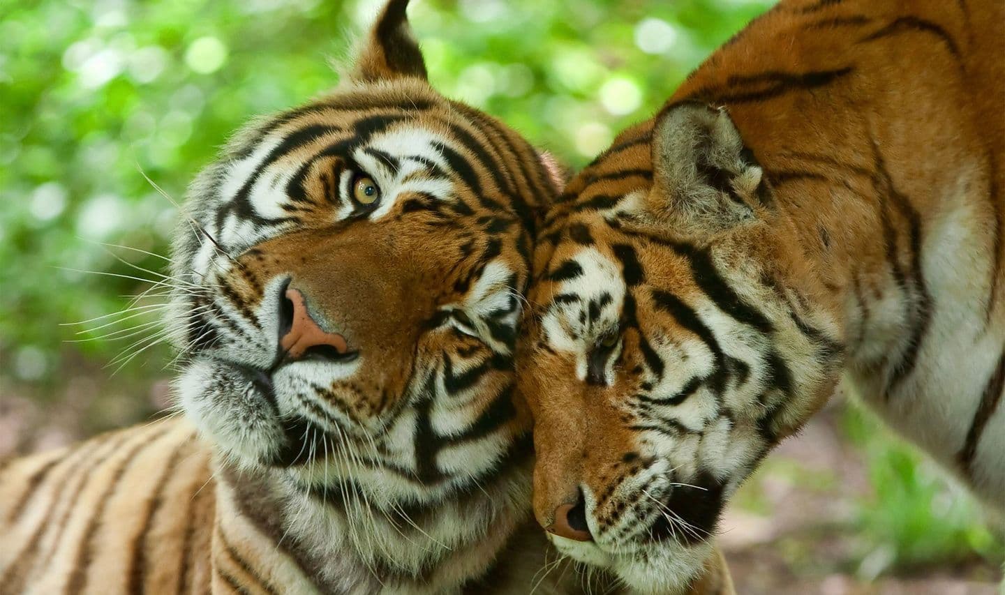 Wildlife-Tigers-Couple-Love-India