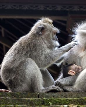 bali-mit-der-familie