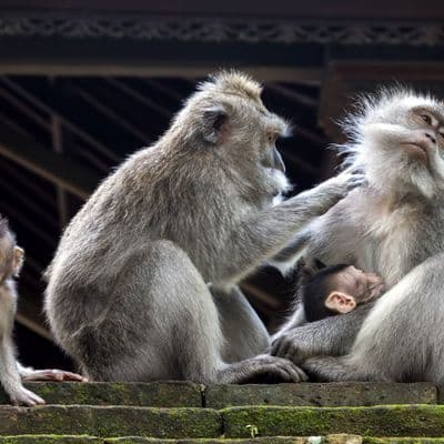 bali-mit-der-familie