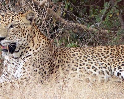 dschungel-safaris-auf-sri-lanka-die-sie-einfach-nicht-entgehen-durfen.htm