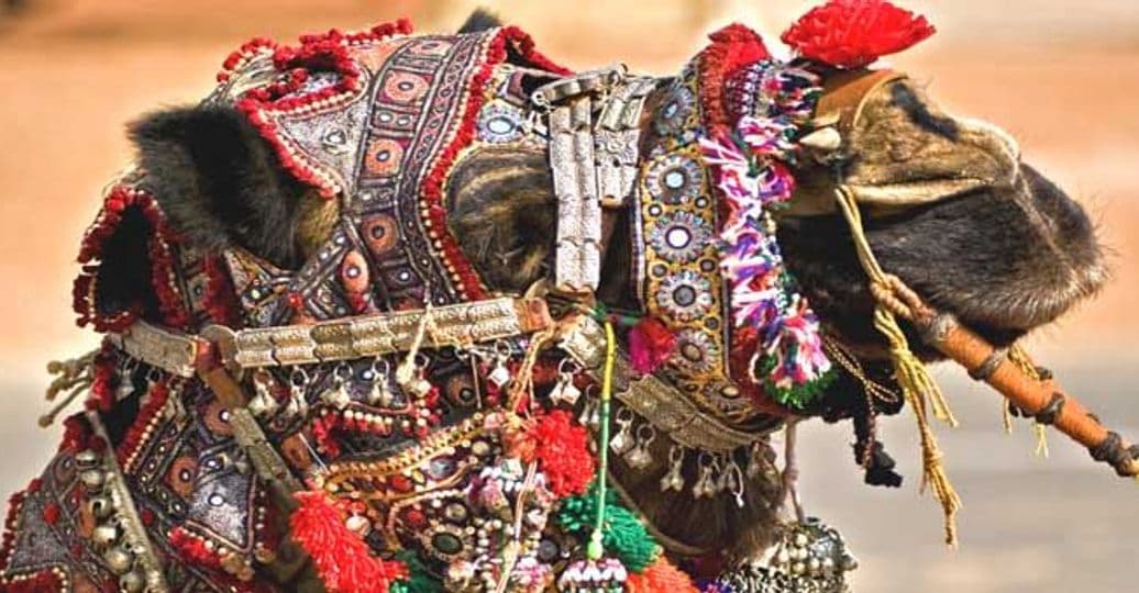 pushkar-fair-kaleidoscope-colors-cattle.htm