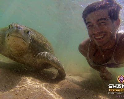 swimming-with-turtles-in-sri-lanka.htm