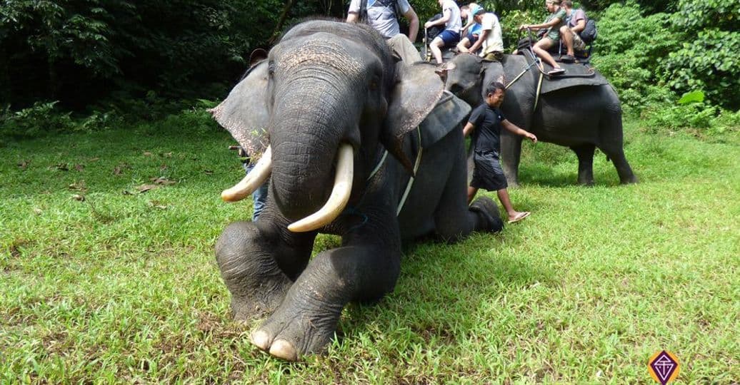 sejour-sumatra-tangkahan-elephants.htm