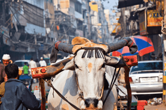 vache-sacree-inde