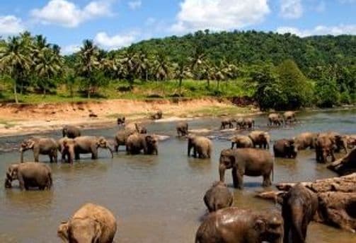 tiere-sri-lanka