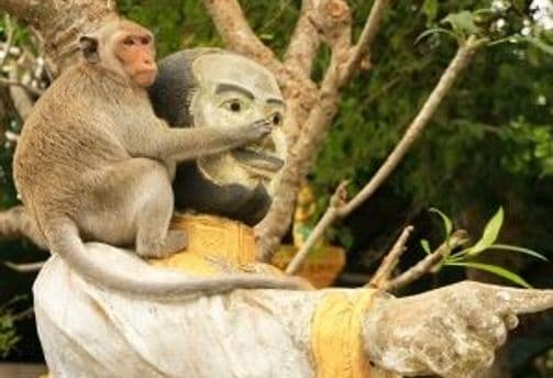 animaux-cambodge