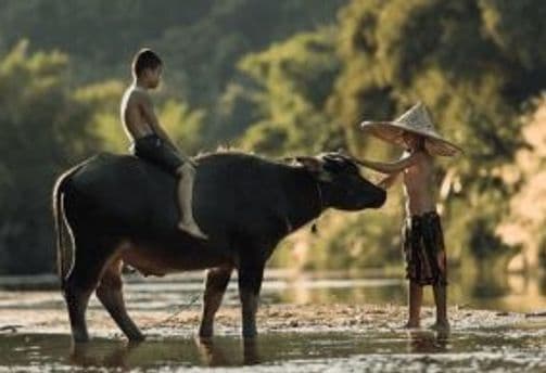 animaux-vietnam