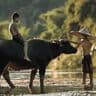 animaux-vietnam