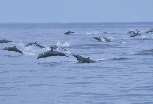 paysage-ocean-dauphins-sri-lanka