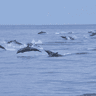 paysage-ocean-dauphins-sri-lanka