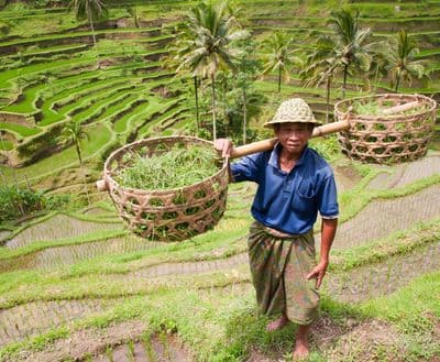 immersion-bali