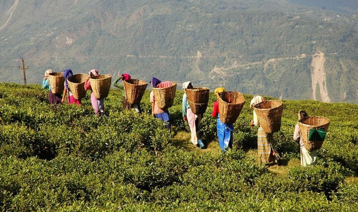 meet-small-tea-producers-in-darjeeling