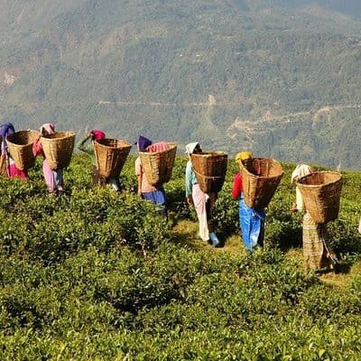 meet-small-tea-producers-in-darjeeling