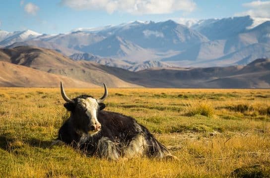 sur-les-sentiers-pamir