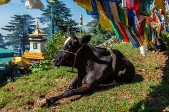 from-golden-temple-to-dharamsala