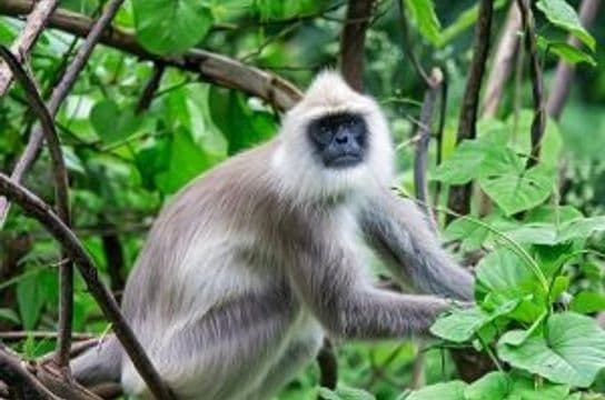 wildlife-coffee-karnataka