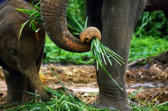 voyage-famille-laos