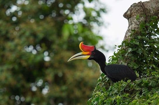 safari-vie-sauvage-borneo