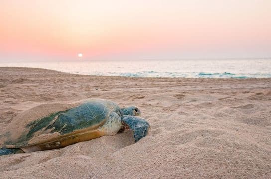 famille-oman